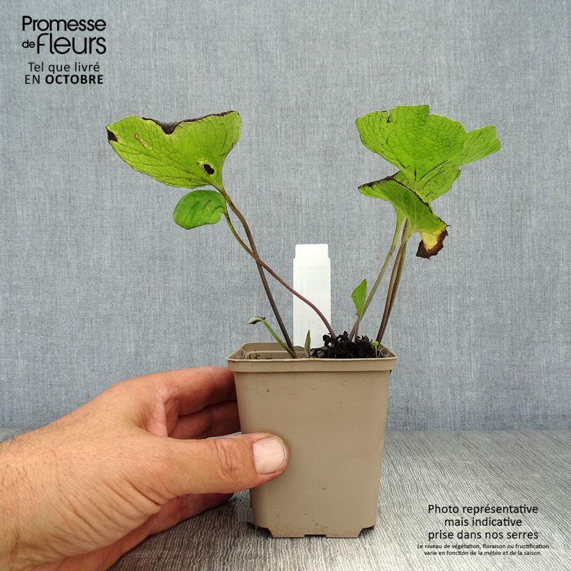 Exemplaar van Brunnera macrophylla Langtrees - Kaukasisch vergeet-mij-nietje Kweekpotje van 8/9 cm zoals geleverd in de herfst