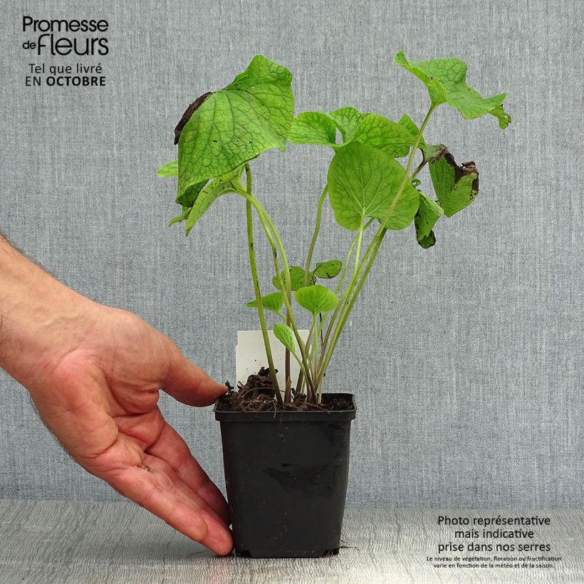 Exemplaar van Brunnera macrophylla - Kaukasisch vergeet-mij-nietje Kweekpotje van 8/9 cm zoals geleverd in de herfst