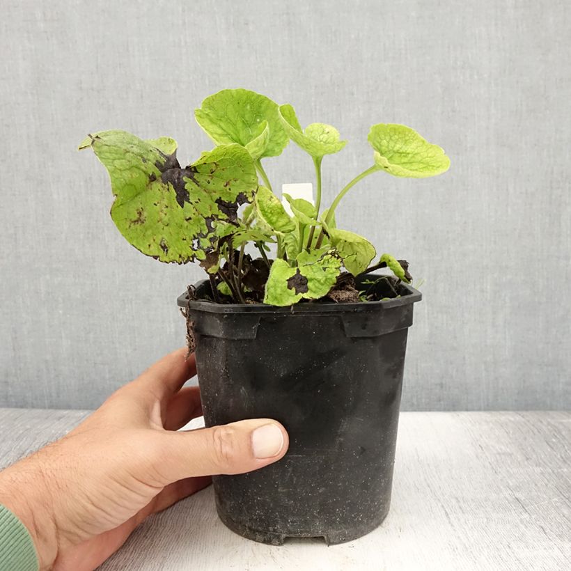 Exemplaar van Brunnera macrophylla - Kaukasisch vergeet-mij-nietje Pot van 2 l/3 l zoals geleverd in de zomer
