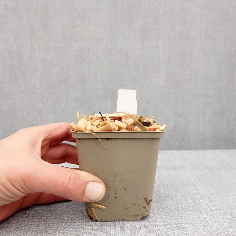 Example of Brunnera macrophylla Queen of Hearts - Myosotis du Caucase Kweekpotje van 8/9 cm as you get in hiver