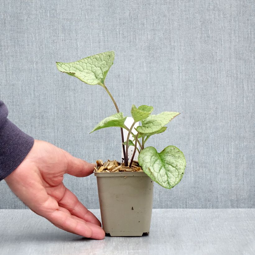 Exemplaar van Brunnera macrophylla Queen of Hearts - Kaukasisch vergeet-mij-nietje Kweekpotje van 8/9 cm zoals geleverd in de lente