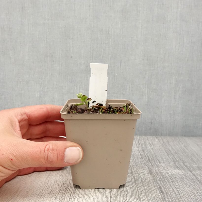 Exemplaar van Brunnera macrophylla White Zebra - Kaukasisch vergeet-mij-nietje Kweekpotje van 8/9 cm zoals geleverd in de lente