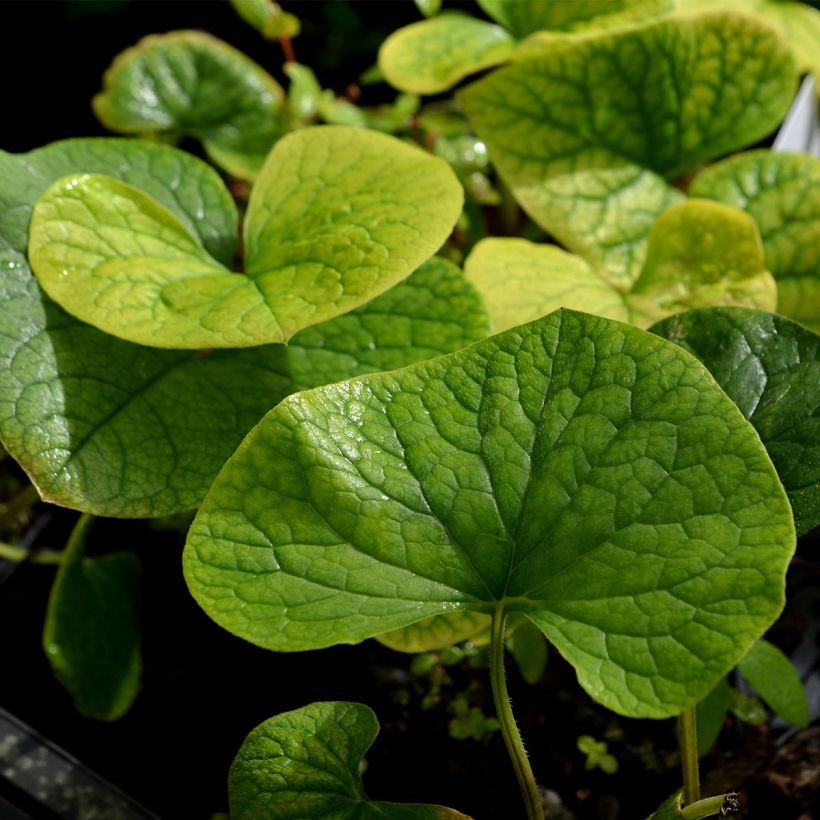 Brunnera sibirica - Kaukasisch vergeet-mij-nietje (Foliage)