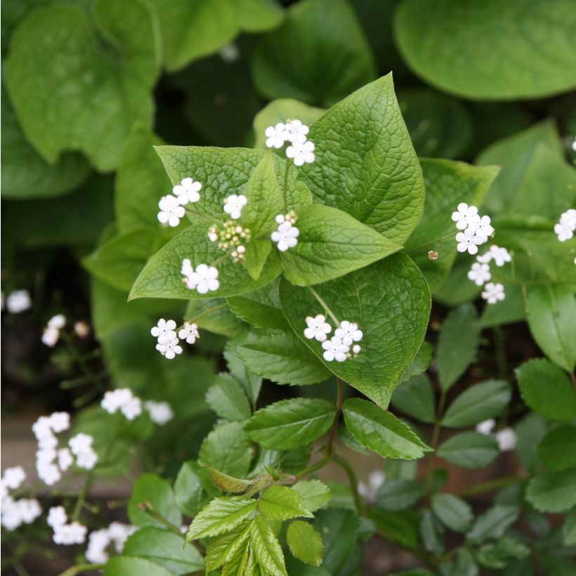 Brunnera macrophylla Betty Bowring - Kaukasisch vergeet-mij-nietje (Flowering)