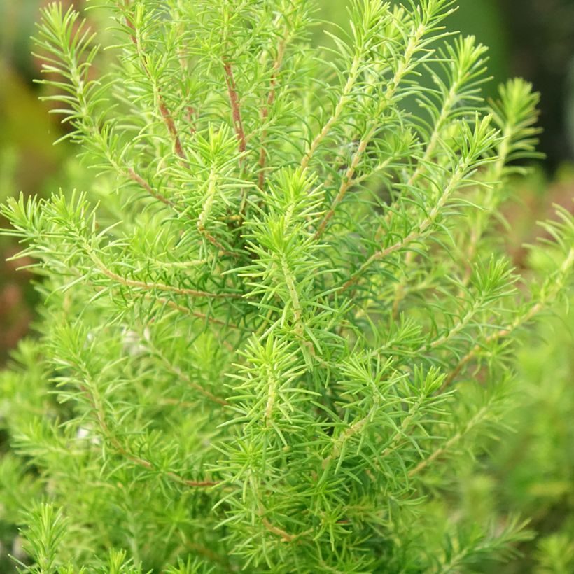 Erica arborea Pink Joy - Boomheide (Blad)