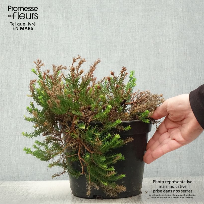 Exemplaar van Erica nana - Limoncello Pot van 4 l/5 l zoals geleverd in de lente