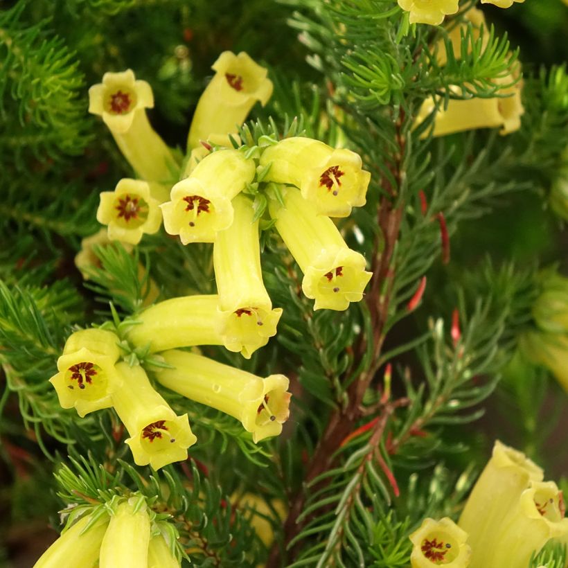 Erica nana - Limoncello (Bloei)
