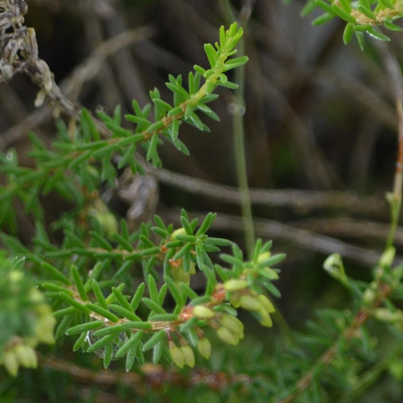 Erica carnea December Red - Winterheide (Foliage)