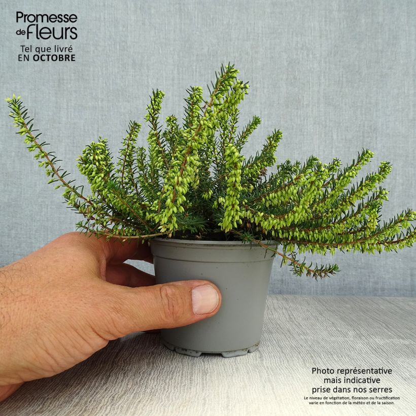 Exemplaar van Erica carnea December Red - Winterheide Kweekpotje van 8/9 cm zoals geleverd in de herfst
