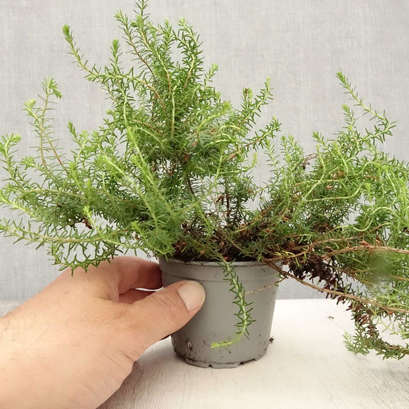 Exemplaar van Erica carnea December Red - Winterheide Kweekpotje van 8/9 cm zoals geleverd in de zomer