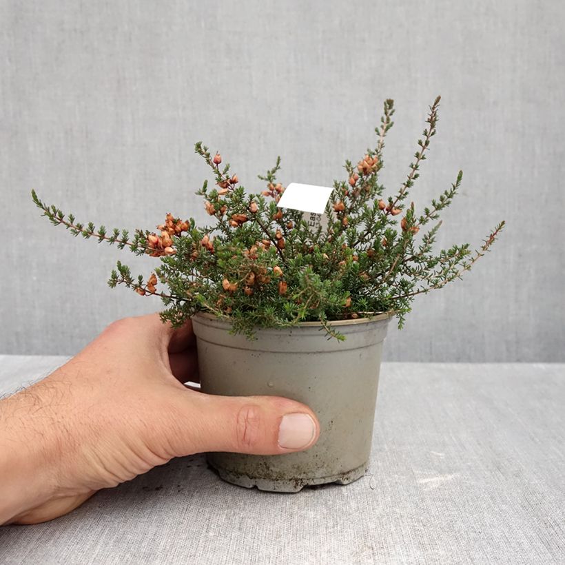 Exemplaar van Bruyère cendrée - Erica cinerea C.D. Eason Pot de 12 cm / 13 cm zoals geleverd in de herfst