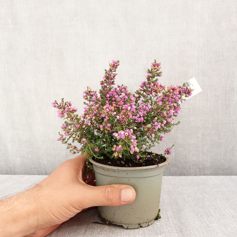 Exemplaar van Erica cinerea Pallas - Dopheide Pot van 10 cm/11 cm zoals geleverd in de herfst