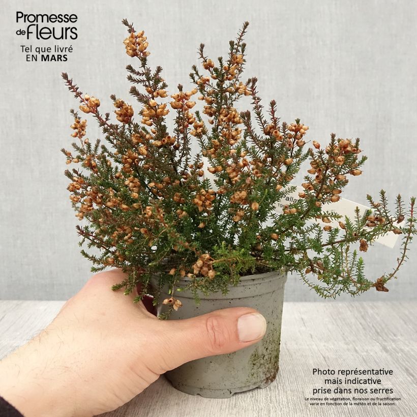 Example of Bruyère cendrée - Erica cinerea Pallas Pot van 12 cm / 13 cm as you get in printemps