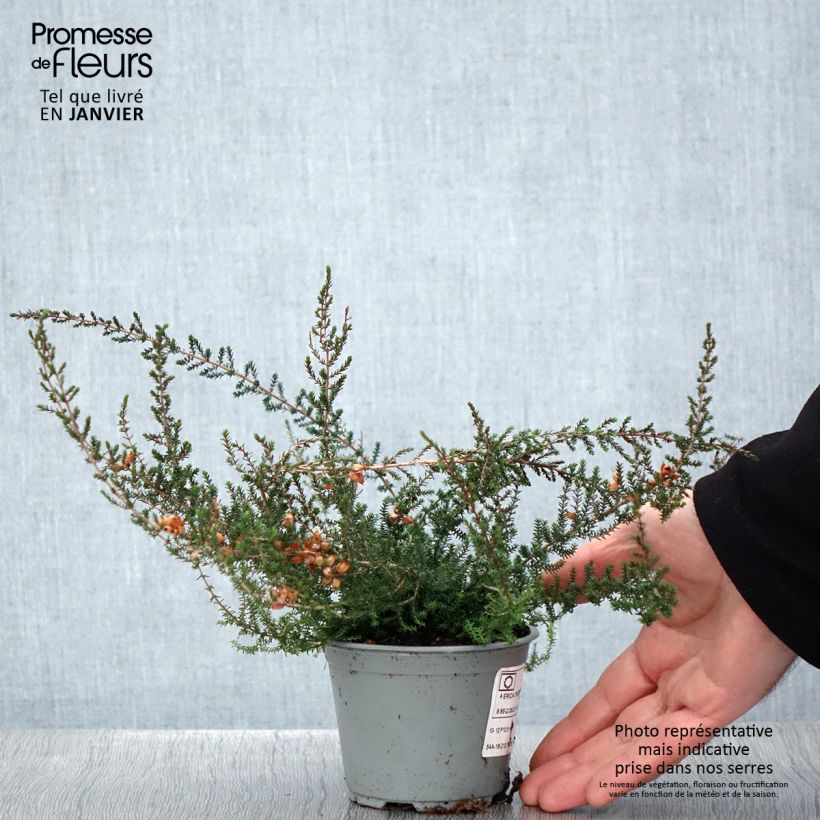 Example of Bruyère cendrée - Erica cinerea Pot van 10 cm/11 cm as you get in hiver