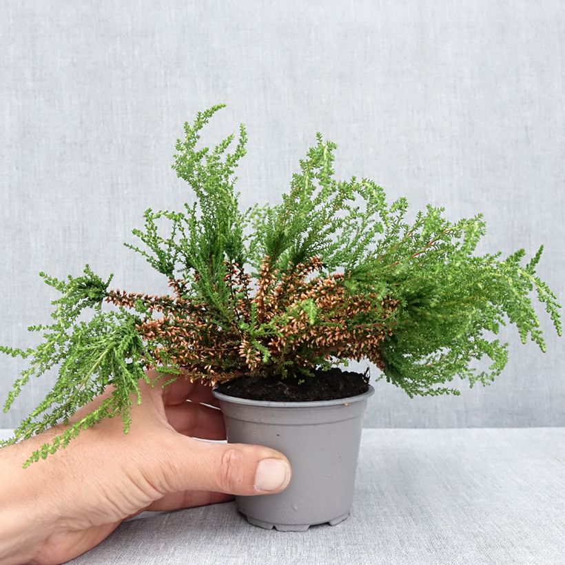 Exemplaar van Erica cinerea - Dopheide Pot van 10 cm/11 cm zoals geleverd in de lente