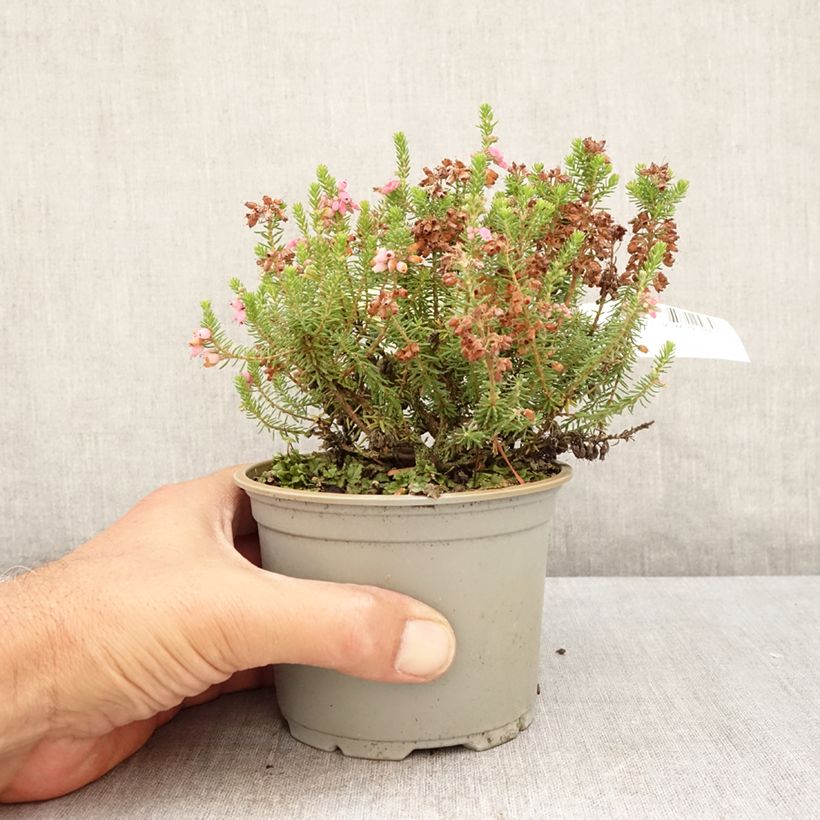 Exemplaar van Erica x williamsii Ken Wilson - Dopheide Pot van 1,5 l/2 l zoals geleverd in de zomer