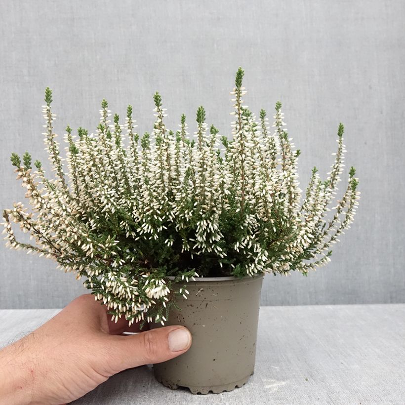 Example of Bruyère d'été - Calluna Garden Girls Alicia Pot van 1 l/1,5 l as you get in automne