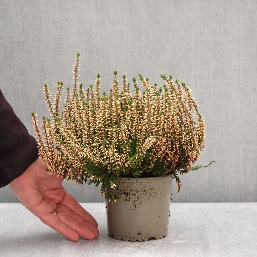 Exemplaar van Calluna Garden Girls Alicia - Zomerheide Pot van 1 l/1,5 l zoals geleverd in de winter