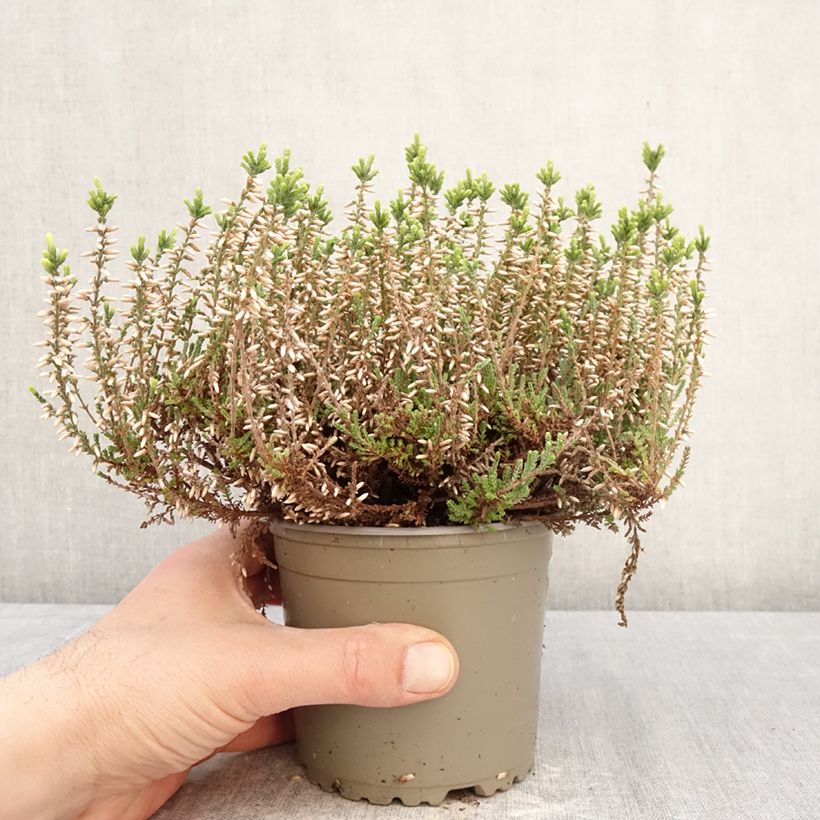 Exemplaar van Calluna Garden Girls Alicia - Zomerheide Pot van 1 l/1,5 l zoals geleverd in de lente