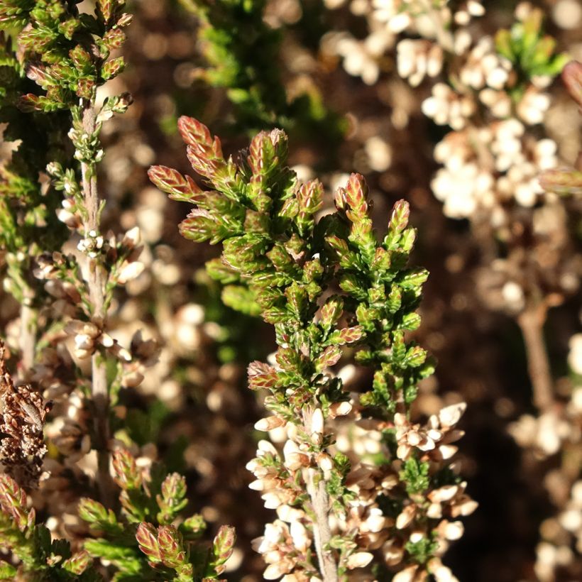 Calluna vulgaris Garden Girls Amethyst - Zomerheide (Blad)