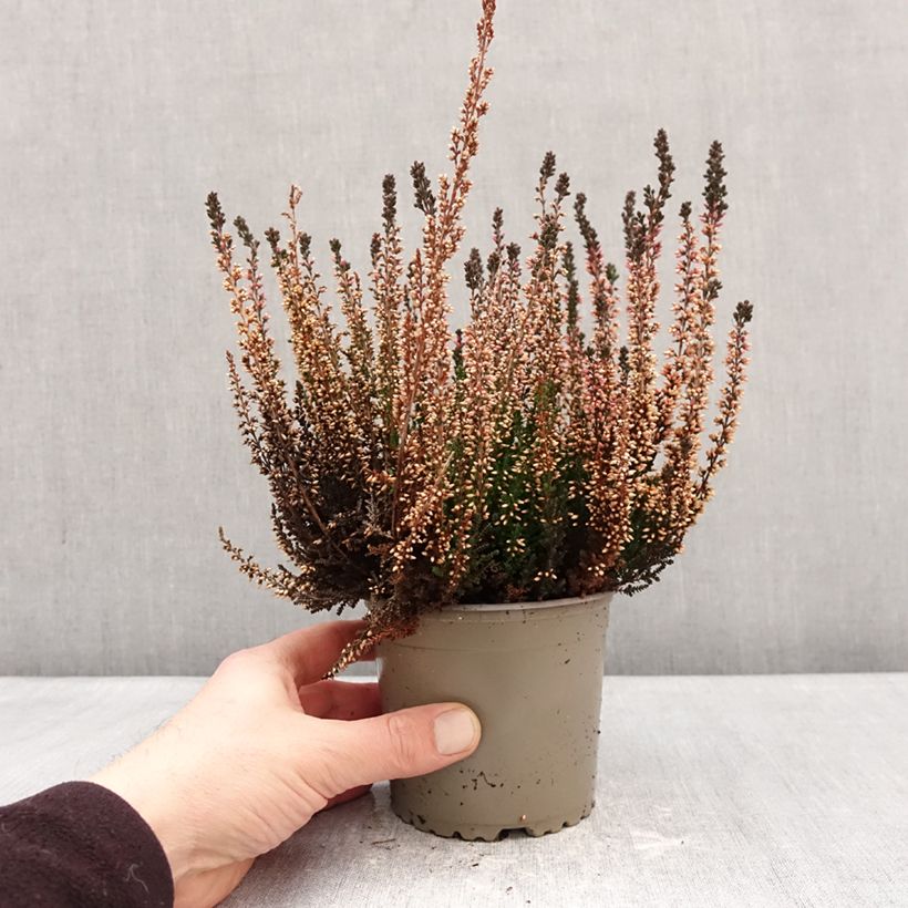 Example of Calluna vulgaris Garden Girls Amethyst - Zomerheide Pot van 1 l/1,5 l as you get in hiver