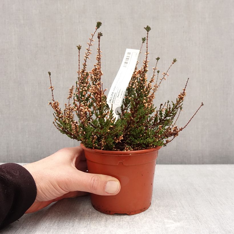 Example of Calluna vulgaris Garden Girls Athene - Zomerheide Pot van 1 l/1,5 l as you get in hiver