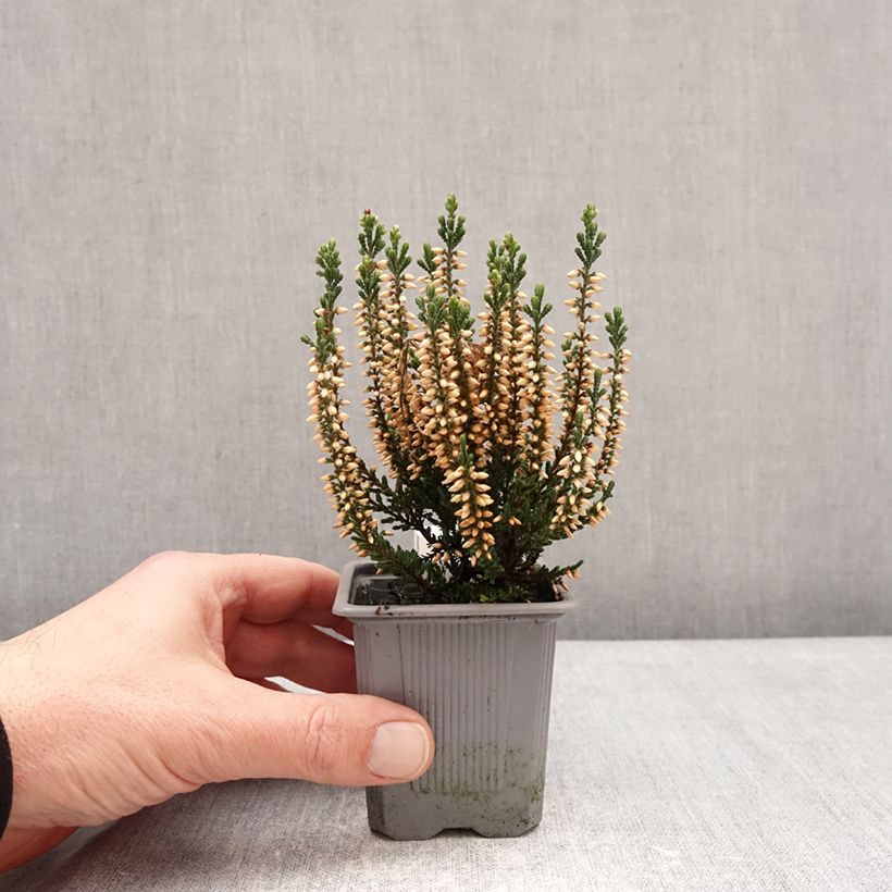 Exemplaar van Calluna vulgaris Bettina samen - Zomerheide Kweekpotje van 8/9 cm zoals geleverd in de winter