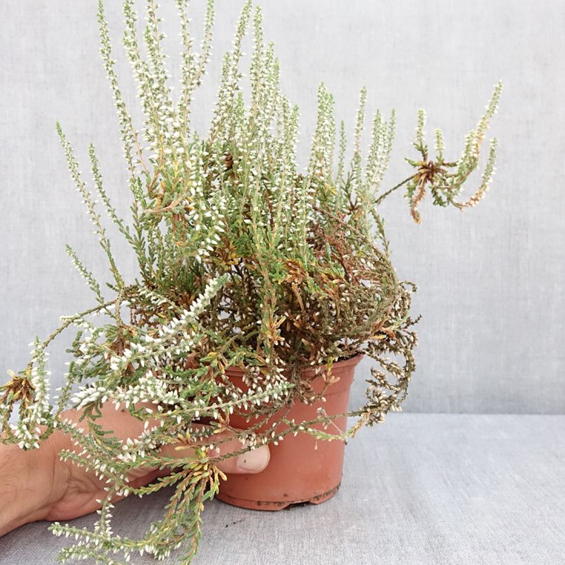 Example of Bruyère d'été - Calluna Garden Girls Bettina Pot van 1 l/1,5 l as you get in ete