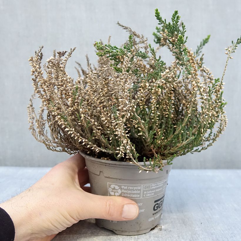 Exemplaar van Calluna vulgaris Bettina samen - Zomerheide Pot van 1 l/1,5 l zoals geleverd in de winter