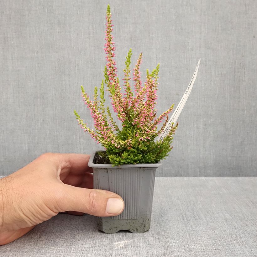 Exemplaar van Calluna vulgaris Golden Angie - Zomerheide Kweekpotje van 8/9 cm zoals geleverd in de herfst