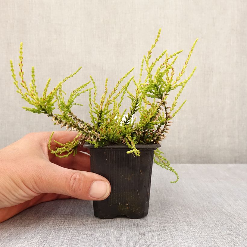 Example of Calluna vulgaris Golden Angie - Zomerheide Kweekpotje van 8/9 cm as you get in printemps