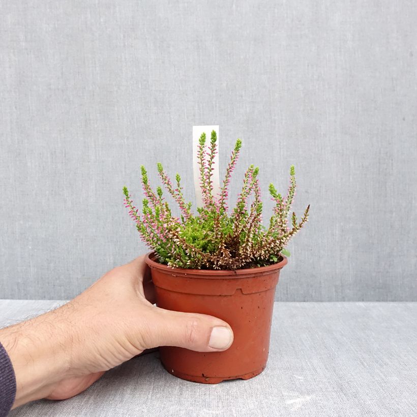 Example of Calluna vulgaris Golden Angie - Zomerheide Pot van 1 l/1,5 l as you get in automne