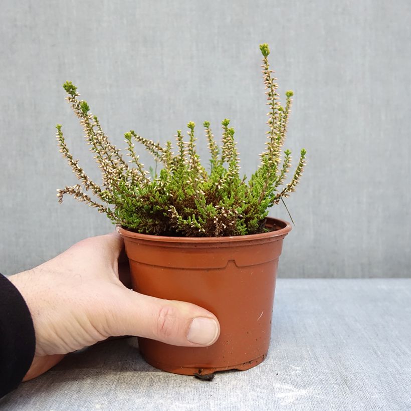 Exemplaar van Calluna vulgaris Golden Angie - Zomerheide Pot van 1 l/1,5 l zoals geleverd in de winter