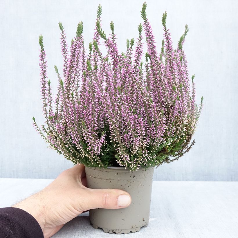 Exemplaar van Calluna Garden Girls Lilli - Zomerheide Pot van 1 l/1,5 l zoals geleverd in de herfst
