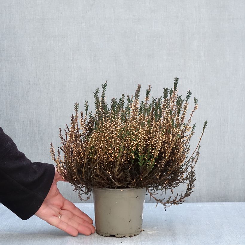 Exemplaar van Calluna Garden Girls Lisbeth - Zomerheide Pot van 1 l/1,5 l zoals geleverd in de winter