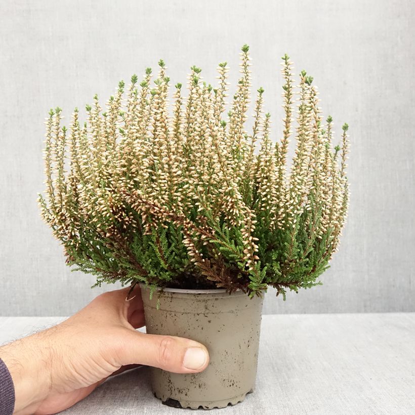 Example of Calluna Garden Girls Madonna - Zomerheide Pot van 1 l/1,5 l as you get in automne