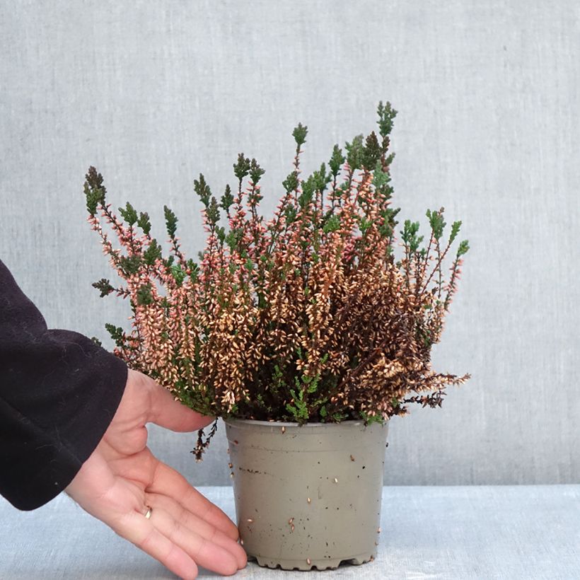Exemplaar van Calluna vulgaris Garden Girls Martina - Zomerheide Pot van 1 l/1,5 l zoals geleverd in de winter