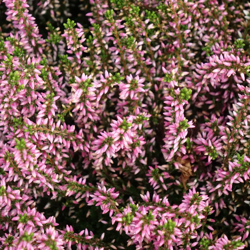 Calluna vulgaris Garden Girls Pink Angie - Zomerheide (Flowering)