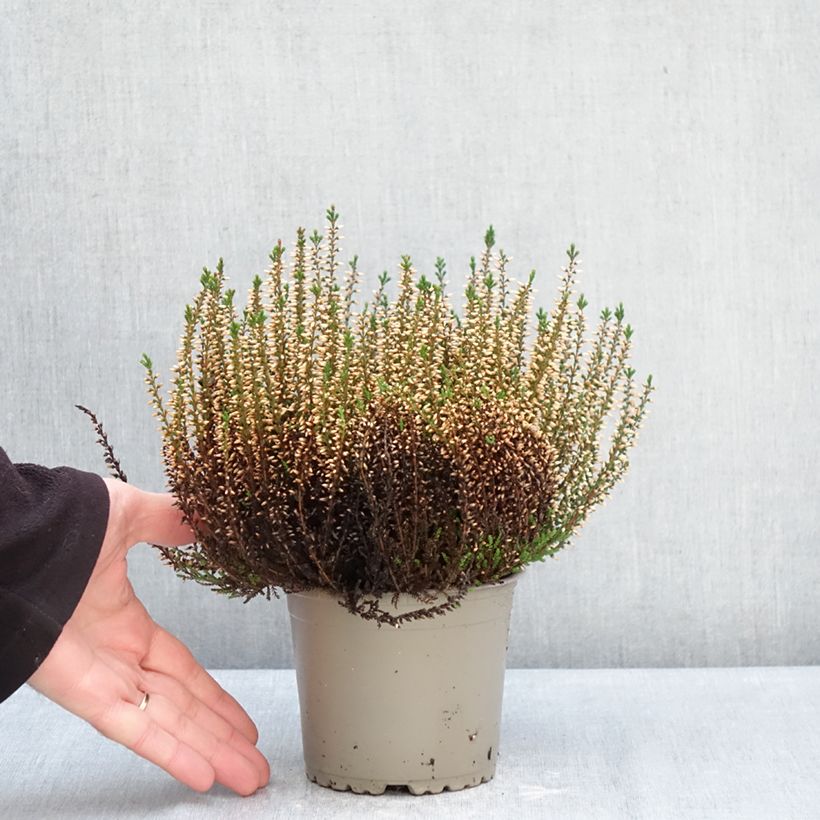 Example of Bruyère d'été - Calluna Garden Girls Pink Angie Pot van 1 l/1,5 l as you get in hiver
