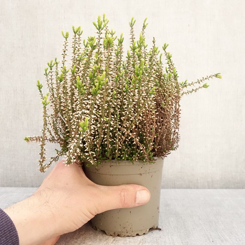 Exemplaar van Calluna vulgaris Garden Girls Pink Angie - Zomerheide Pot van 1 l/1,5 l zoals geleverd in de lente