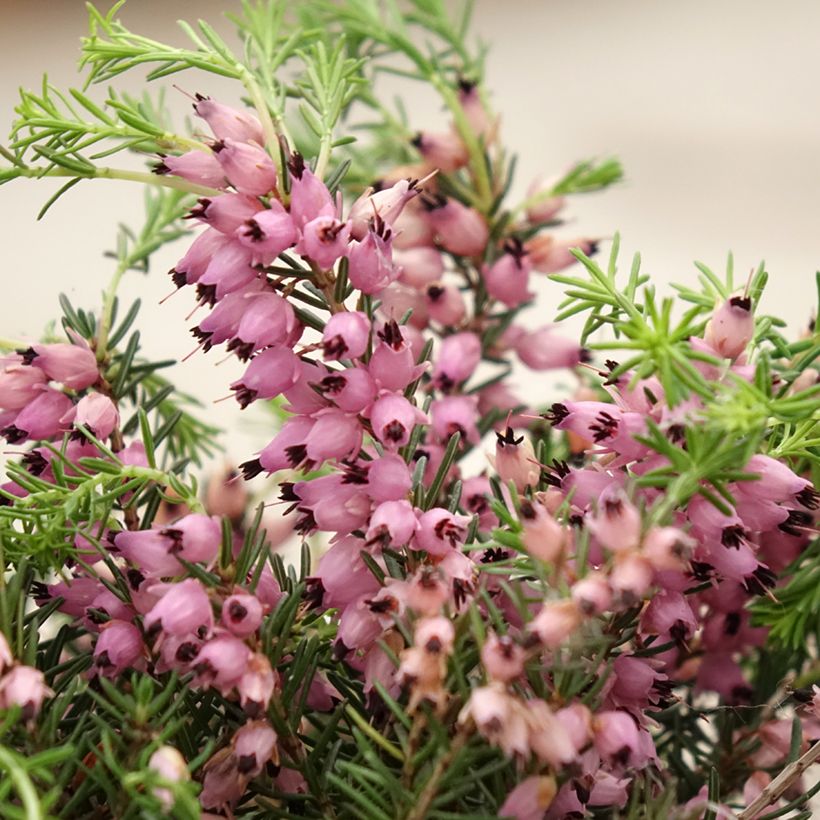 Calluna vulgaris Pink Bettina - Zomerheide (Bloei)
