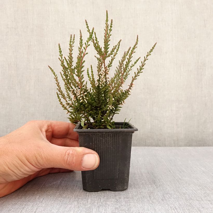 Example of Bruyère d'été - Calluna Garden Girls Pink Bettina Kweekpotje van 8/9 cm as you get in printemps