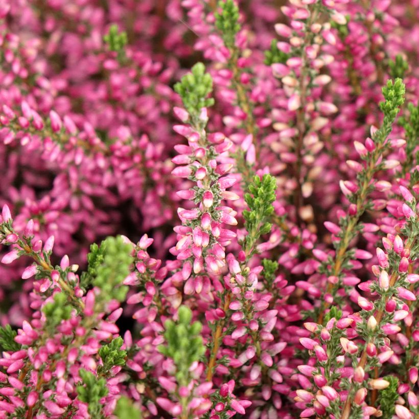 Calluna Garden Girls Rosita - Zomerheide (Flowering)