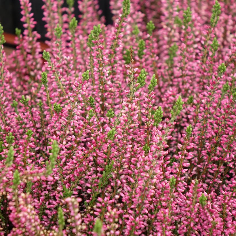 Calluna Garden Girls Rosita - Zomerheide (Plant habit)