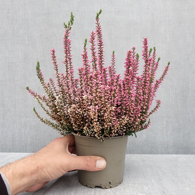 Example of Bruyère d'été - Calluna Garden Girls Rosita Pot van 1 l/1,5 l as you get in automne