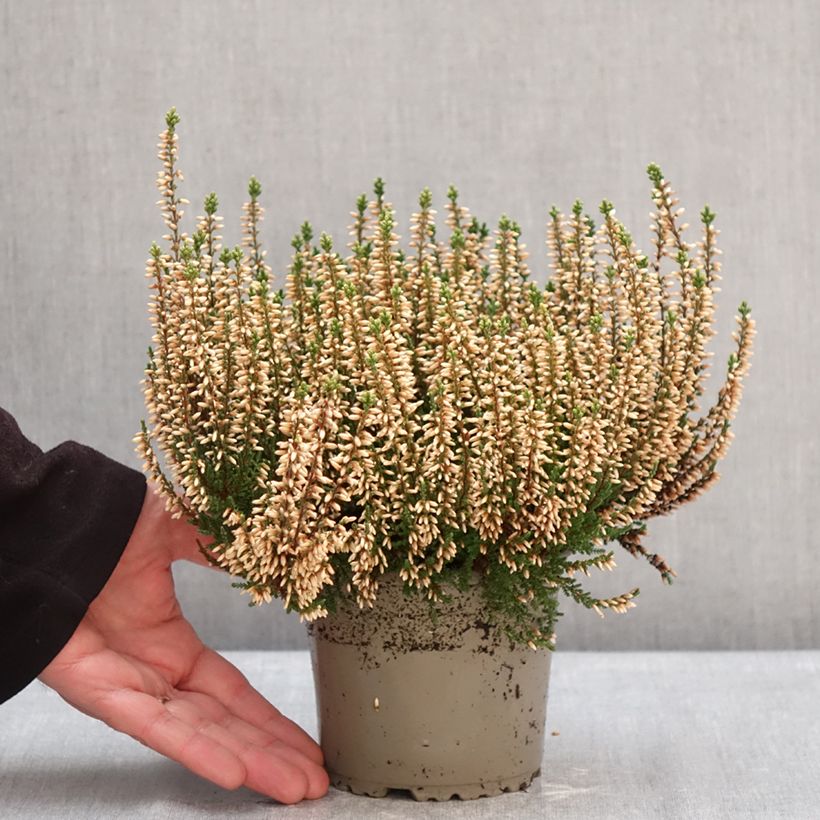 Exemplaar van Calluna Garden Girls Rosita - Zomerheide Pot van 1 l/1,5 l zoals geleverd in de winter