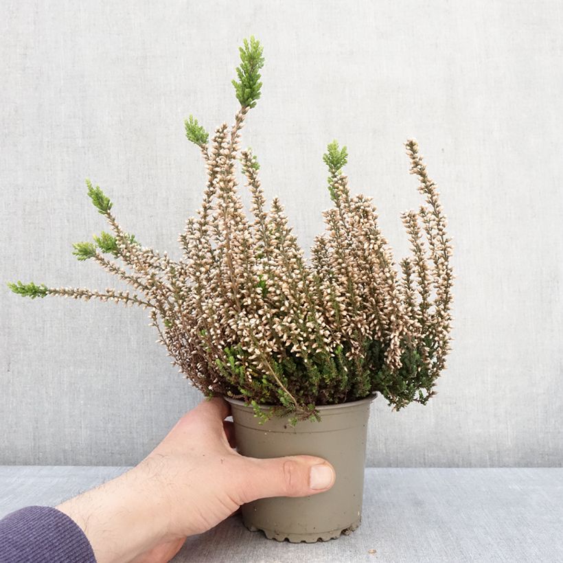 Exemplaar van Calluna Garden Girls Rosita - Zomerheide Pot van 1 l/1,5 l zoals geleverd in de lente