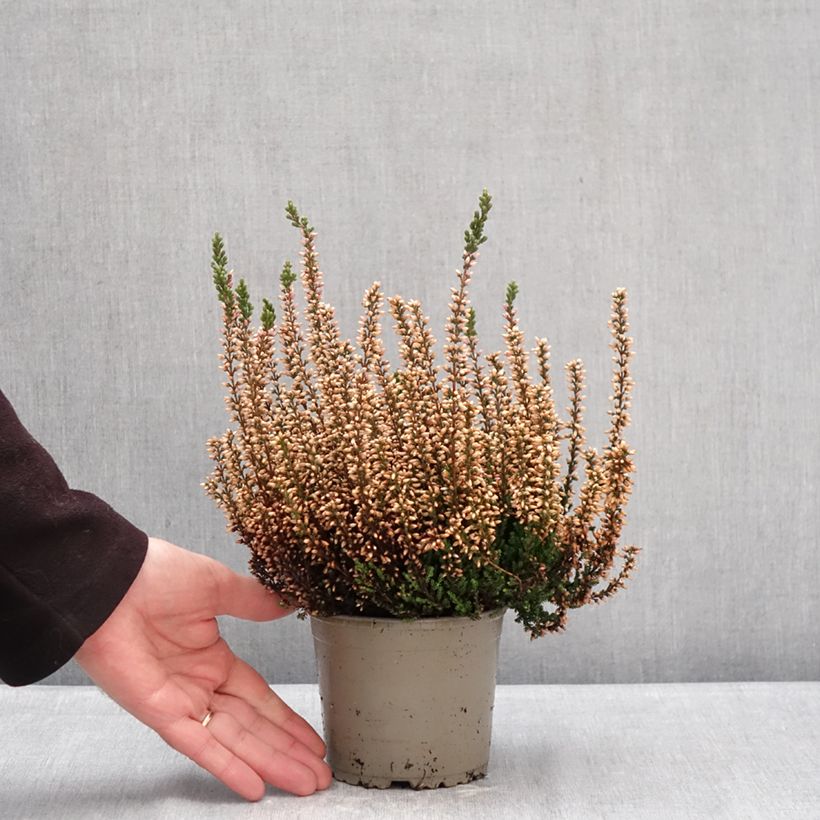 Exemplaar van Calluna Garden Girls Zelia - Zomerheide Pot van 1 l/1,5 l zoals geleverd in de winter