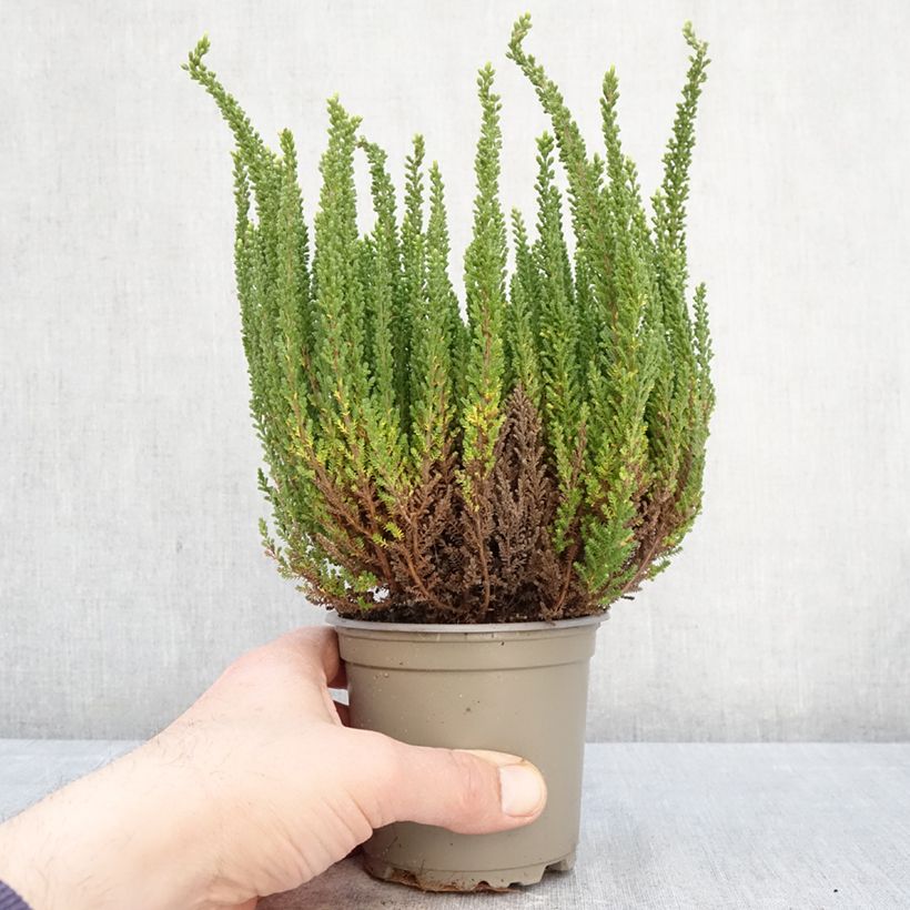 Exemplaar van Calluna Garden Girls Zelia - Zomerheide Pot van 1 l/1,5 l zoals geleverd in de lente