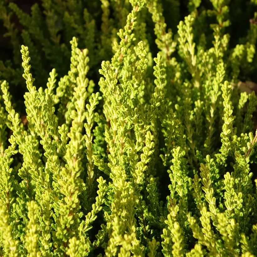 Calluna Garden Girls Zeta - Zomerheide (Foliage)